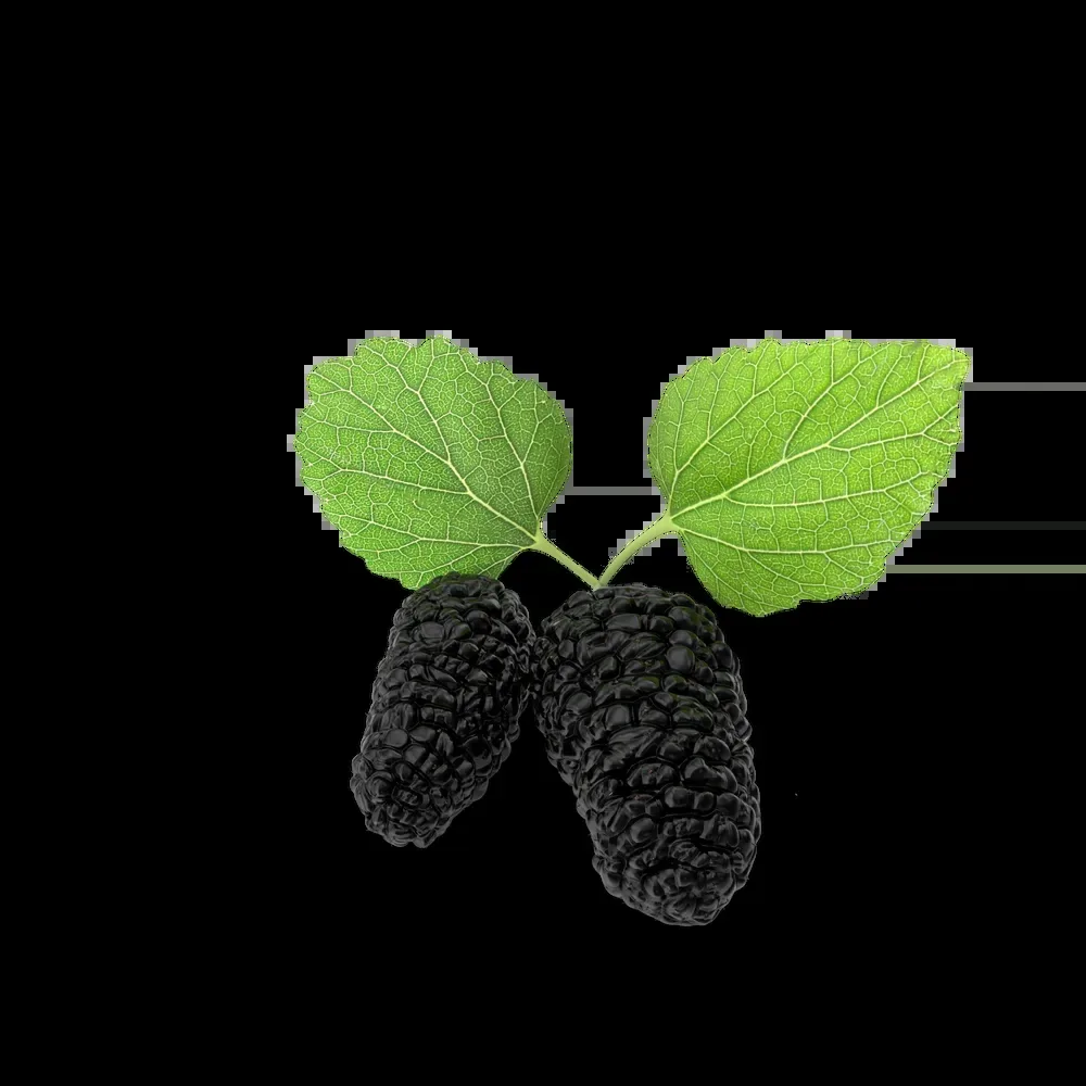Mulberry