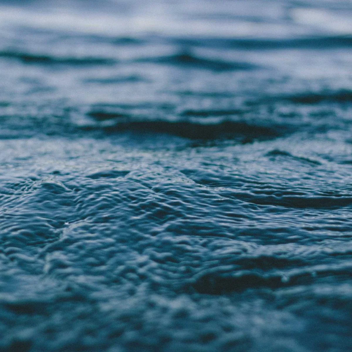 Red Onions imagem 2