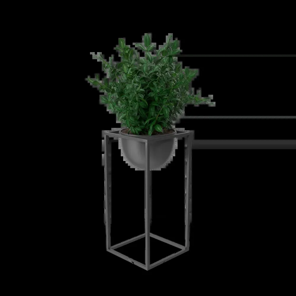 House Showpiece Plant imagem 2