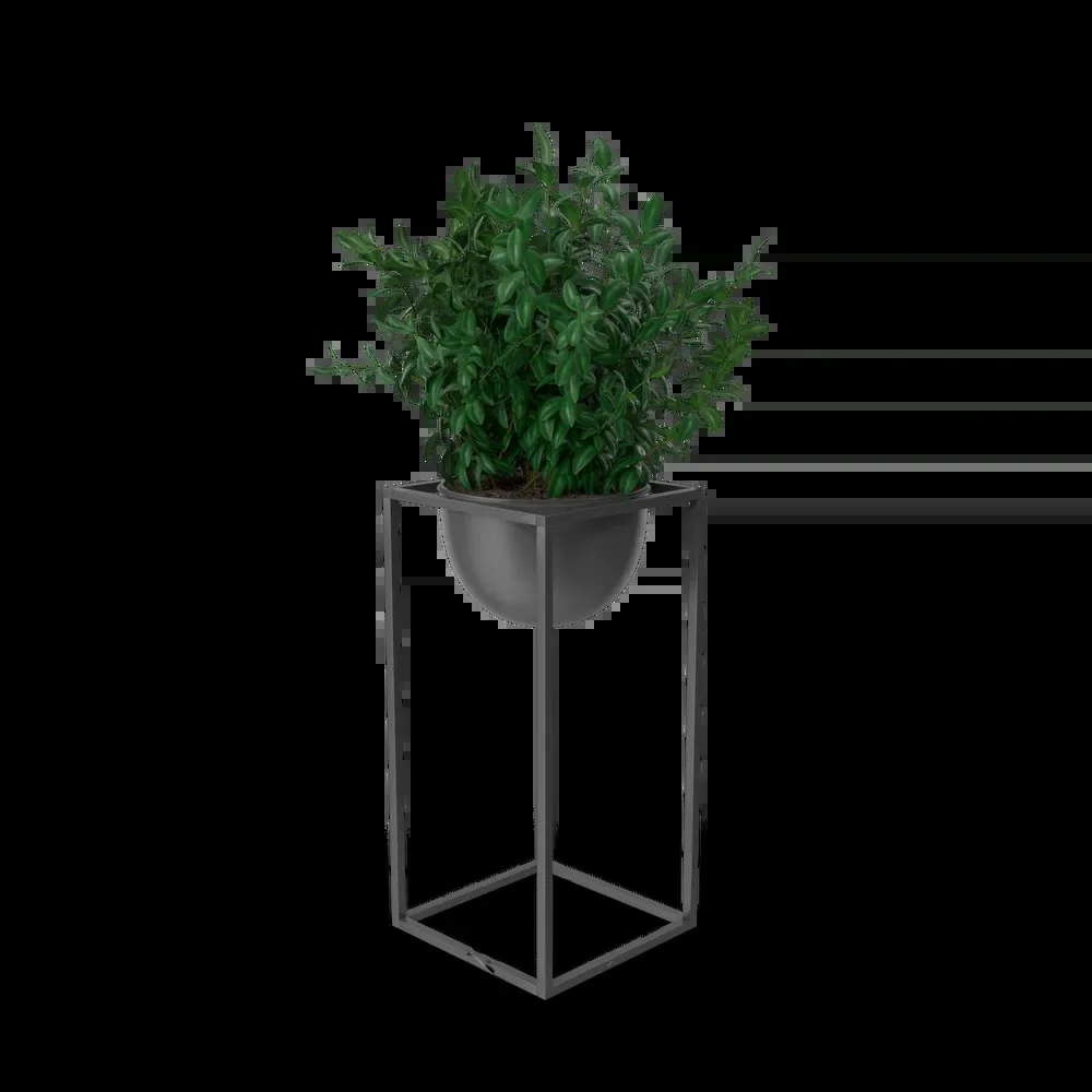 House Showpiece Plant imagem 3