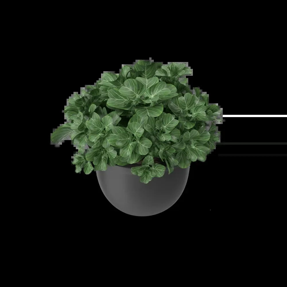 Plant Pot imagem 3